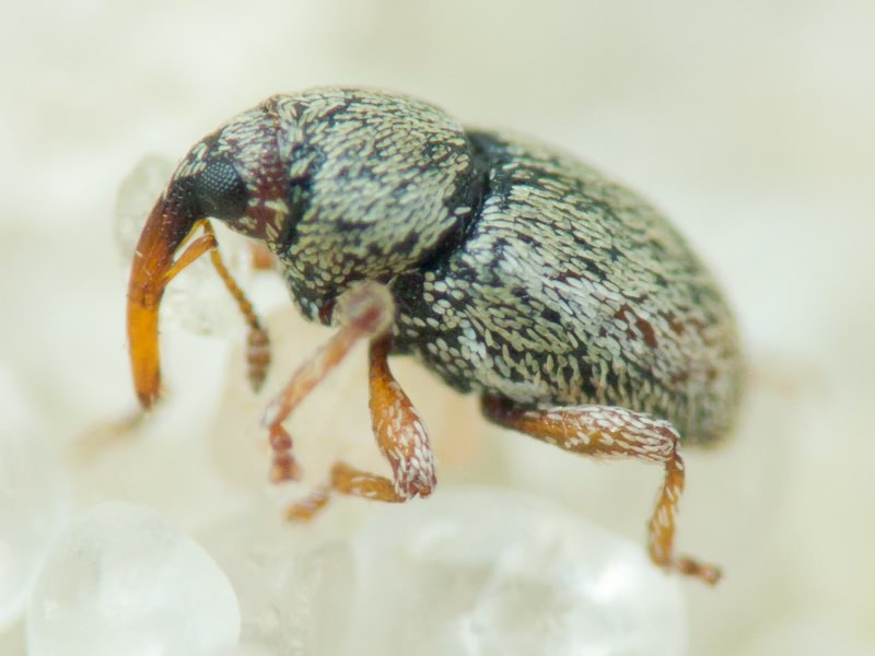 Curculionidae Latreille, 1802